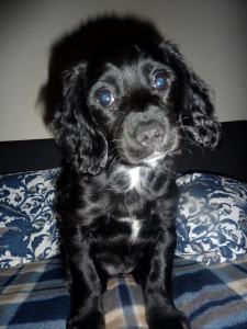 My dog, the DevOps Engineer